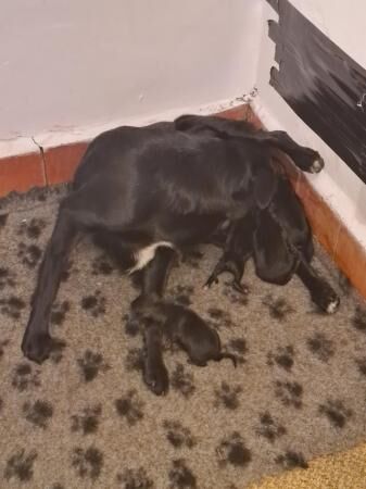 Beautiful border collie cross gs pups for sale in Telford, Shropshire - Image 4