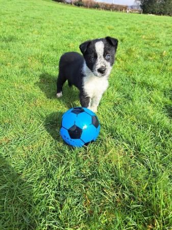 Beautiful Border Collie Puppies for sale in Crickhowell/Crughywel, Powys - Image 1