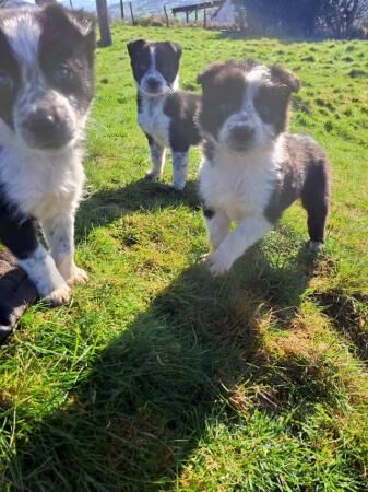 Beautiful Border Collie Puppies for sale in Crickhowell/Crughywel, Powys - Image 2
