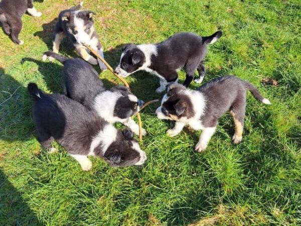 Beautiful Border Collie Puppies for sale in Crickhowell/Crughywel, Powys - Image 3