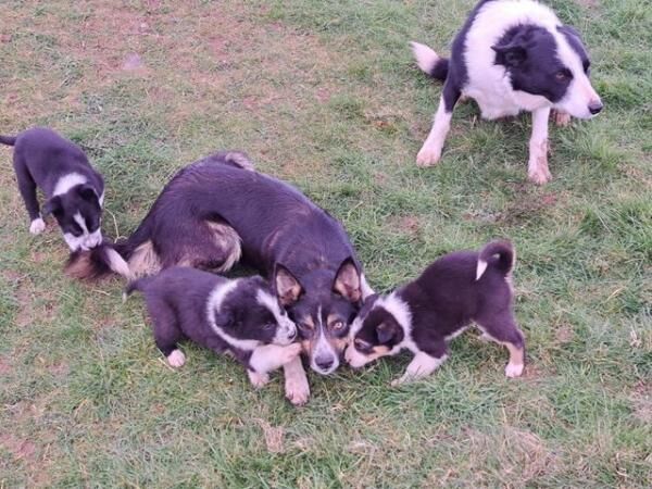 Beautiful Border Collie Puppies for sale in Crickhowell/Crughywel, Powys - Image 5