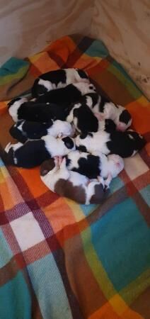 Beautiful Border Collie Puppies for sale in Matlock, Derbyshire - Image 1