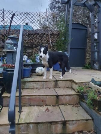 Beautiful Border Collie Puppies for sale in Matlock, Derbyshire - Image 2