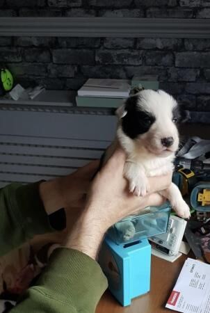 Beautiful Border Collie Puppies for sale in Matlock, Derbyshire - Image 4