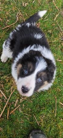 Beautiful border collie puppies for sale in Welshpool/Y Trallwng, Powys