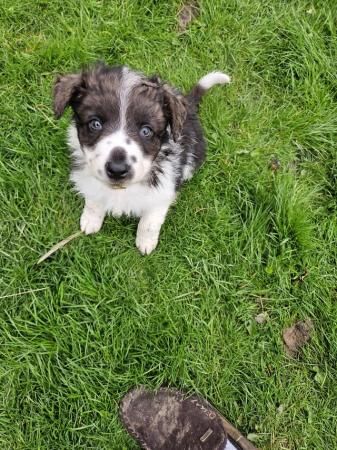 Beautiful border collie puppies for sale in Welshpool/Y Trallwng, Powys - Image 2