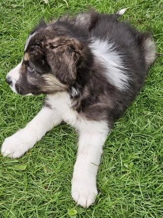 Beautiful border collie puppies for sale in Welshpool/Y Trallwng, Powys - Image 3
