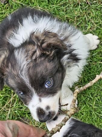 Beautiful border collie puppies for sale in Welshpool/Y Trallwng, Powys - Image 4