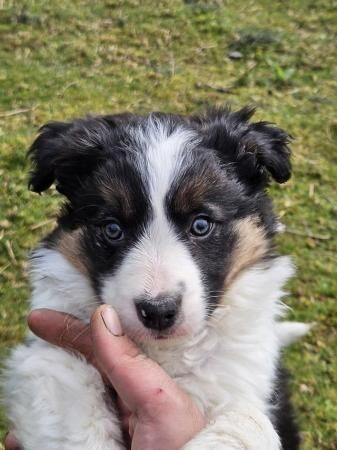 Beautiful border collie puppies for sale in Welshpool/Y Trallwng, Powys - Image 5