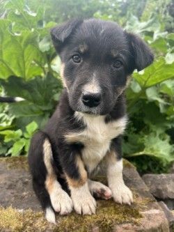 Beautiful Border Collie Puppies for sale in Maybole, Ayrshire and Arran
