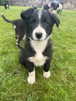 Border Collie puppies for sale in Maybole, Ayrshire and Arran – 9 months old - Image 2 of 3