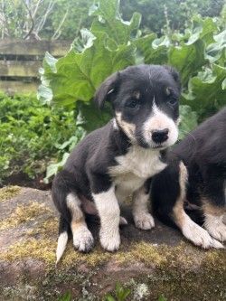 Border Collie puppies for sale in Maybole, Ayrshire and Arran – 9 months old - Image 3 of 3