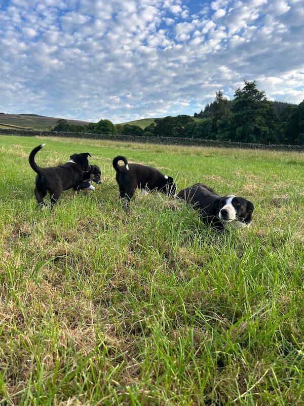 Border Collie puppies for sale in Peebles, Tweeddale – 8 weeks old