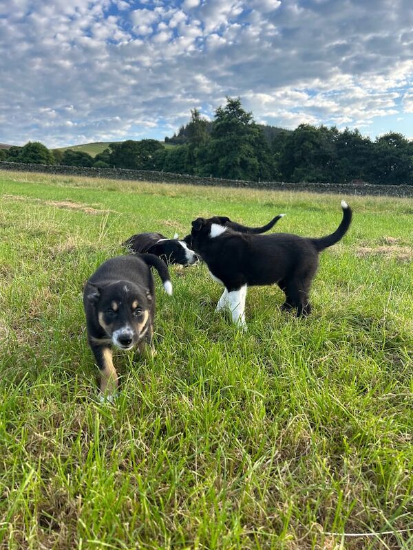 Border Collie puppies for sale in Peebles, Tweeddale – 8 weeks old - Image 2 of 3