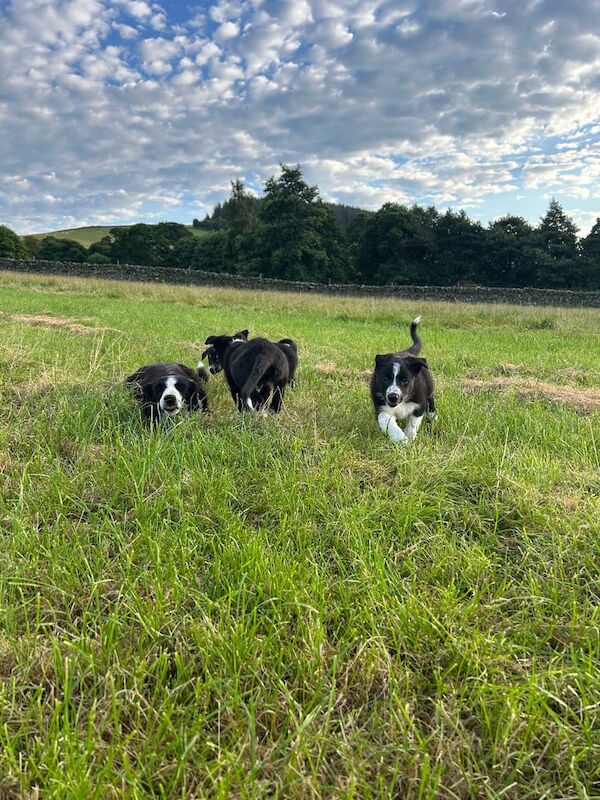 Border Collie puppies for sale in Peebles, Tweeddale – 8 weeks old - Image 3 of 3