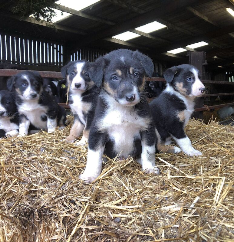 Beautiful Border Collie Puppies For Sale in Presteigne/Llanandras, Powys - Image 1