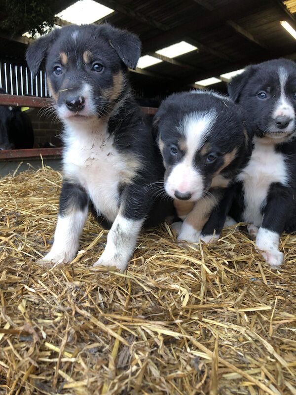 Beautiful Border Collie Puppies For Sale in Presteigne/Llanandras, Powys - Image 2