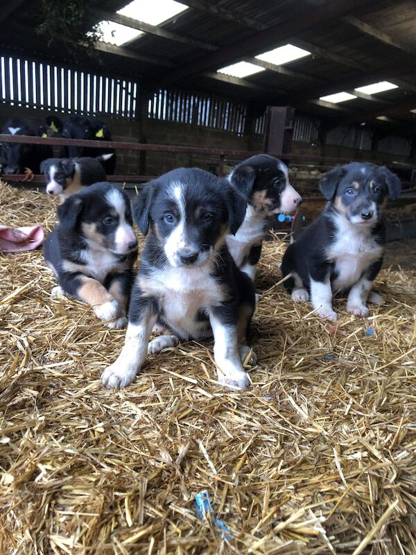 Beautiful Border Collie Puppies For Sale in Presteigne/Llanandras, Powys | Image 3
