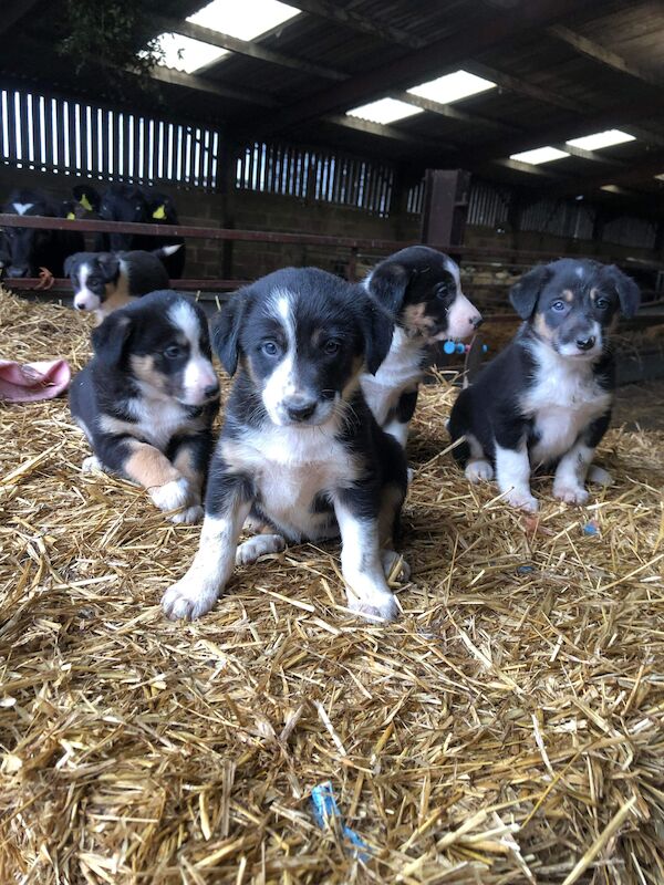 Beautiful Border Collie Puppies For Sale in Presteigne/Llanandras, Powys - Image 3