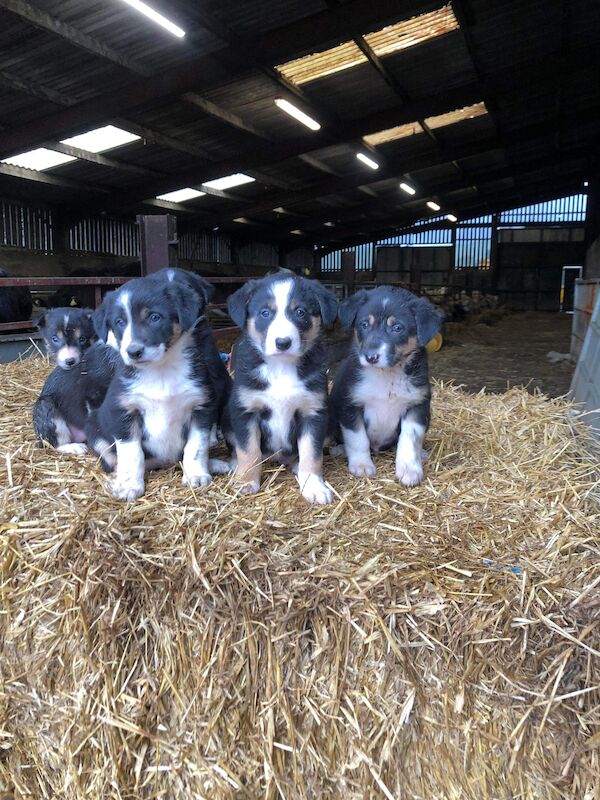 Beautiful Border Collie Puppies For Sale in Presteigne/Llanandras, Powys - Image 4