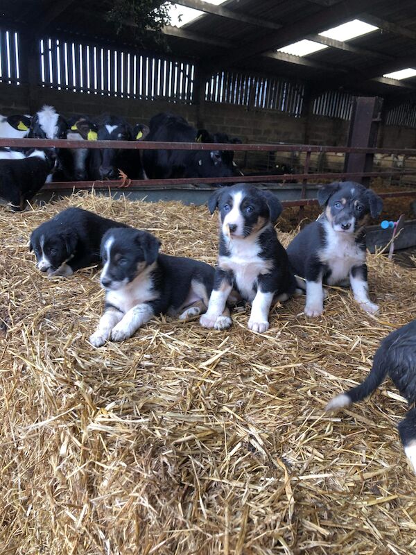 Beautiful Border Collie Puppies For Sale in Presteigne/Llanandras, Powys - Image 5