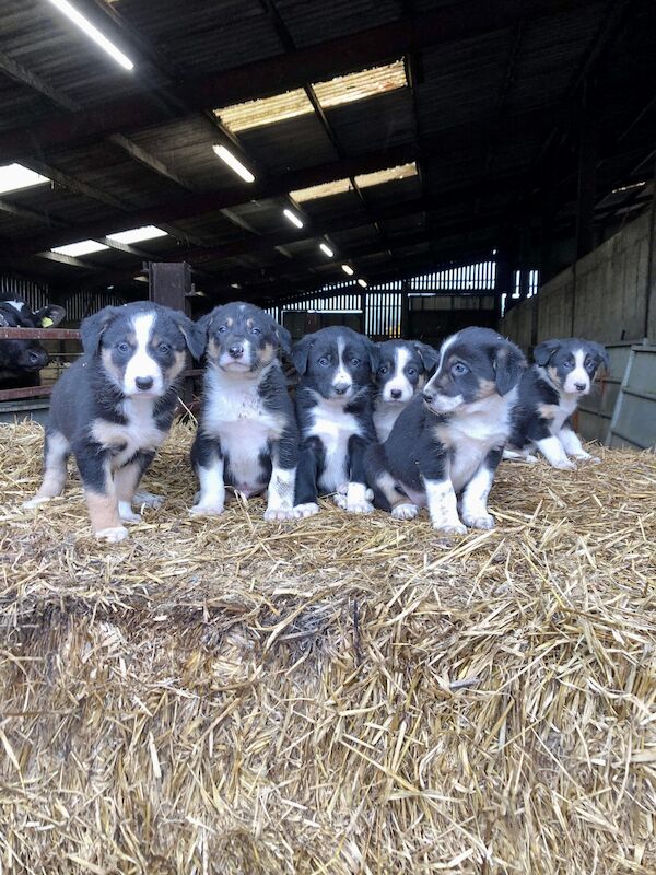 Beautiful Border Collie Puppies For Sale in Presteigne/Llanandras, Powys - Image 6