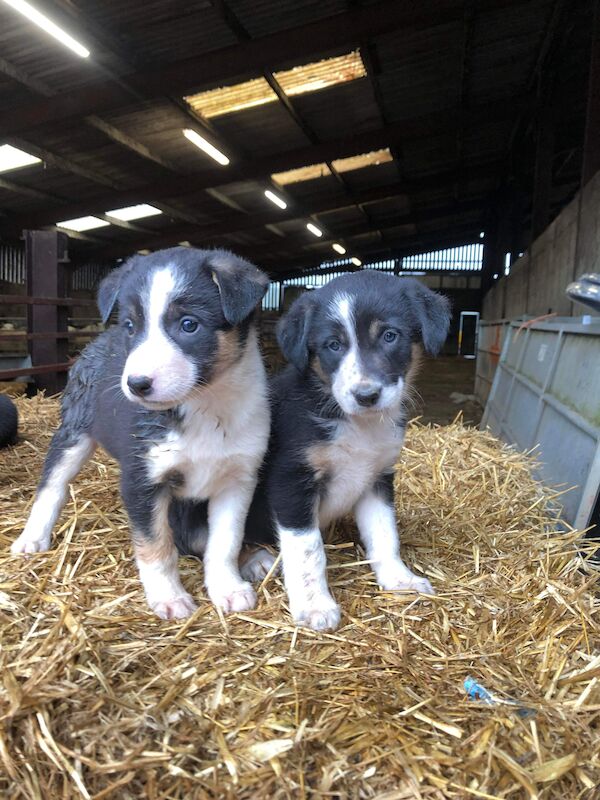Beautiful Border Collie Puppies For Sale in Presteigne/Llanandras, Powys - Image 7