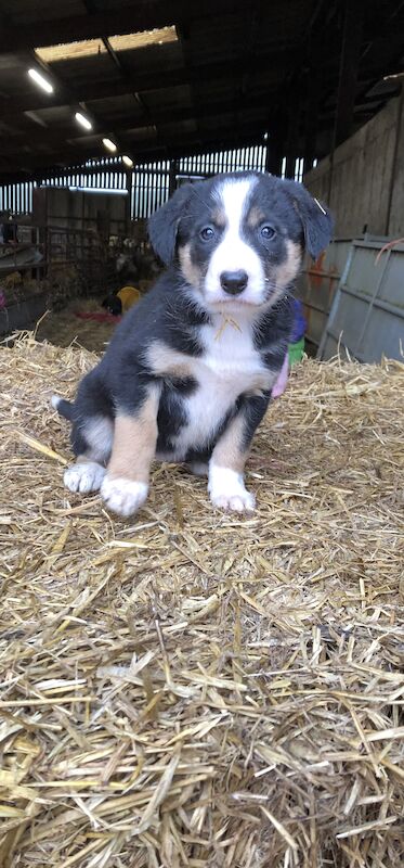 Border Collie puppies for sale in Presteigne/Llanandras, Powys – 1 year old - Image 8 of 11