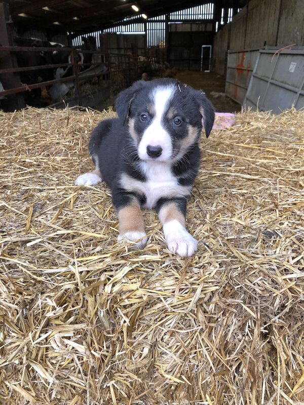 Beautiful Border Collie Puppies For Sale in Presteigne/Llanandras, Powys - Image 9