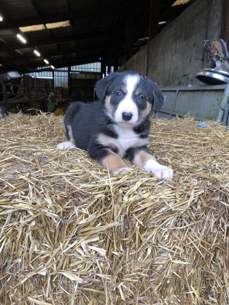 Beautiful Border Collie Puppies For Sale in Presteigne/Llanandras, Powys - Image 10