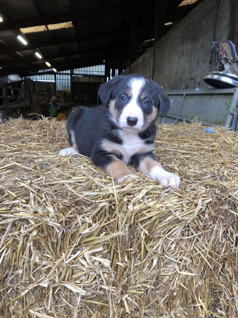 Border Collie puppies for sale in Presteigne/Llanandras, Powys – 1 year old - Image 10 of 11