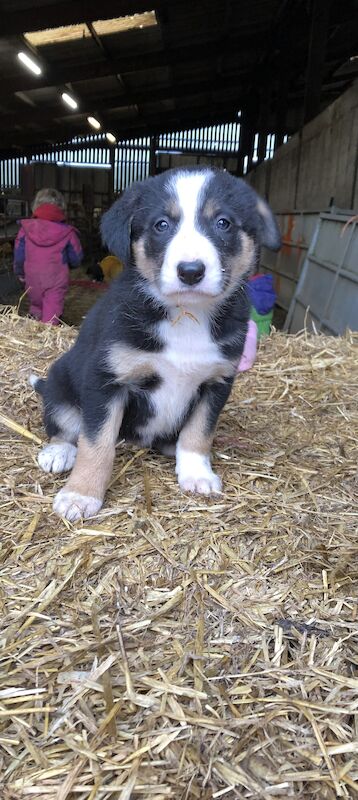 Beautiful Border Collie Puppies For Sale in Presteigne/Llanandras, Powys - Image 11