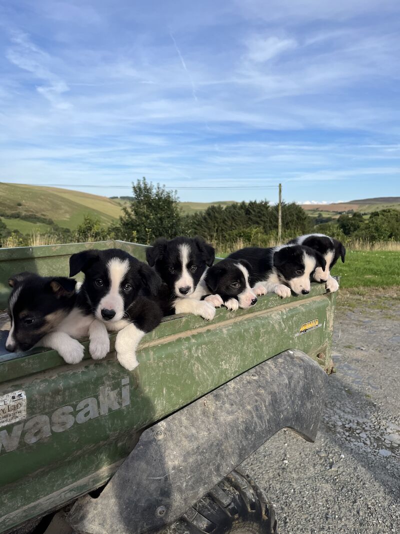 Beautiful Border Collie Puppies (ISDS PARENTS) for sale in Presteigne/Llanandras, Powys | Image 2