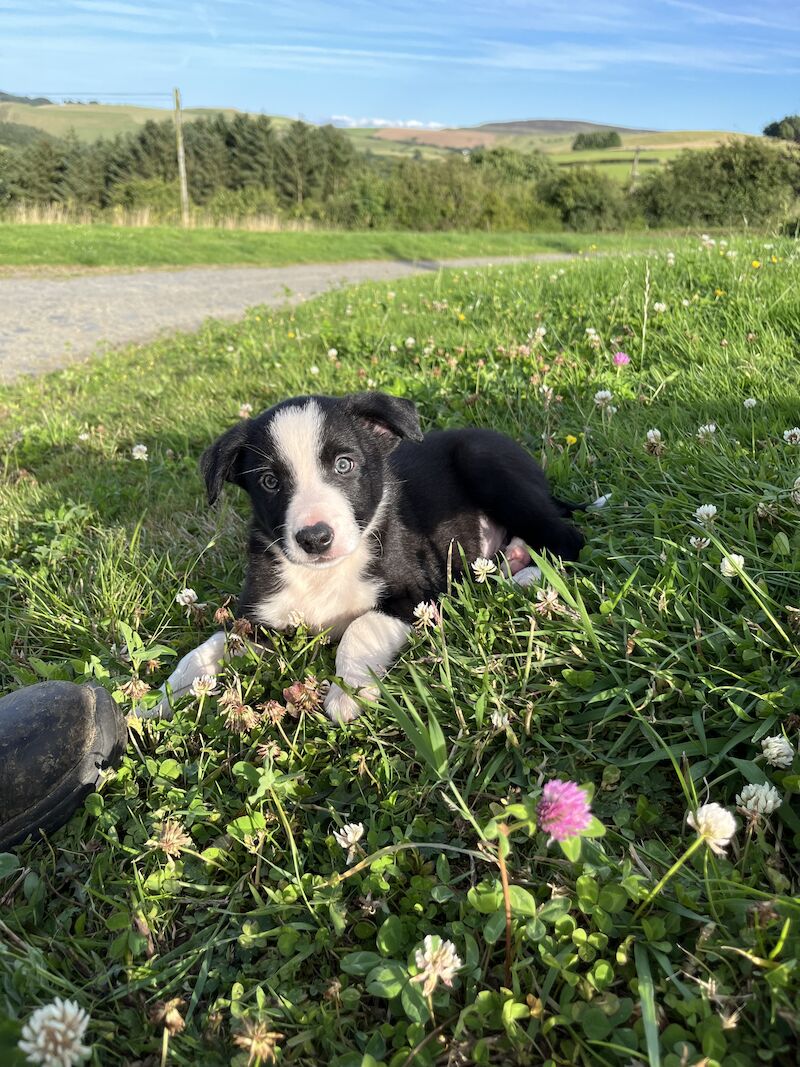 Beautiful Border Collie Puppies (ISDS PARENTS) for sale in Presteigne/Llanandras, Powys | Image 3