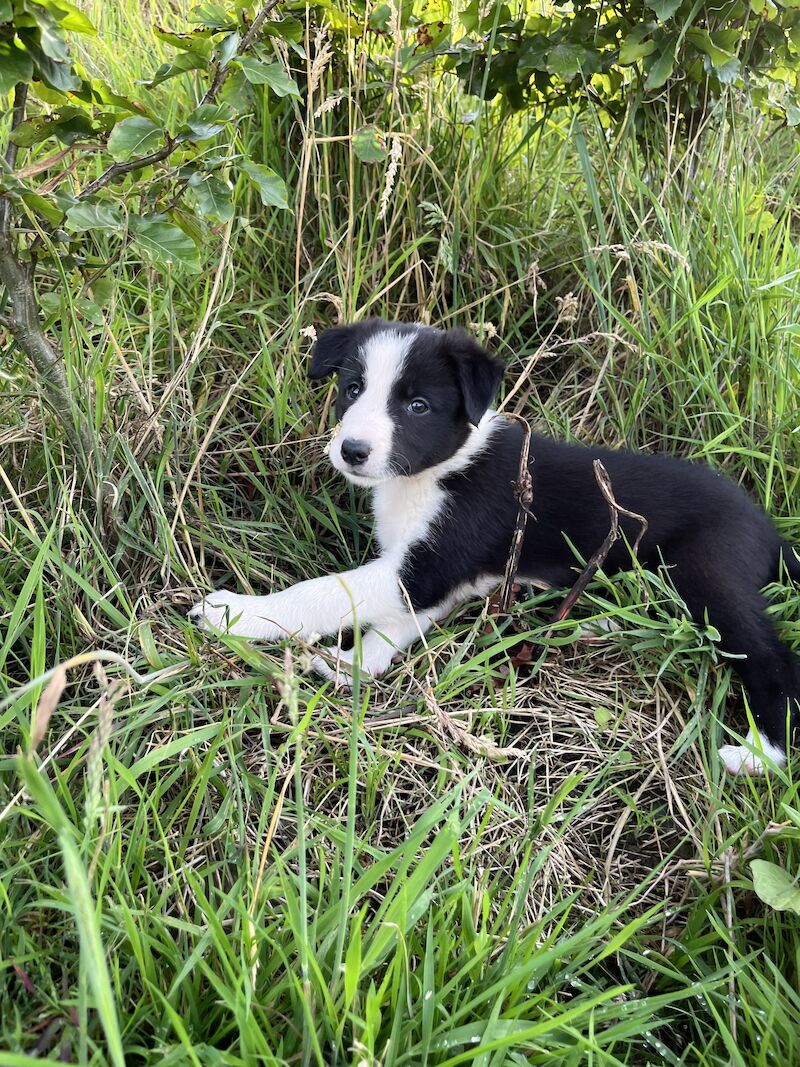 Beautiful Border Collie Puppies (ISDS PARENTS) for sale in Presteigne/Llanandras, Powys | Image 4
