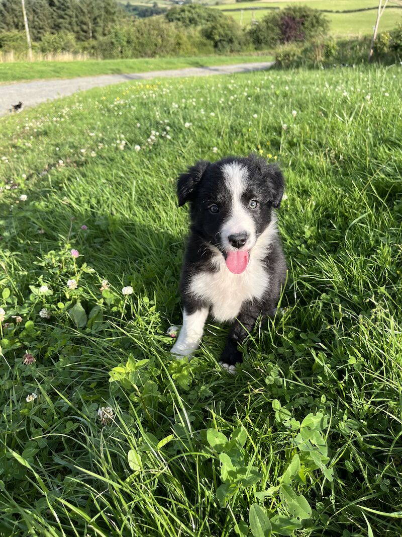 Beautiful Border Collie Puppies (ISDS PARENTS) for sale in Presteigne/Llanandras, Powys - Image 6