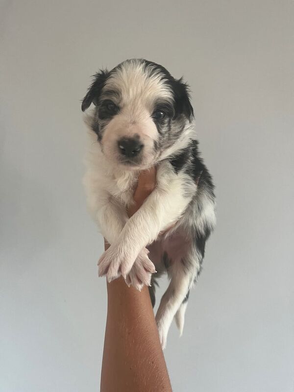 Border Collie puppies for sale in Blackpool, Lancashire – 4 weeks old