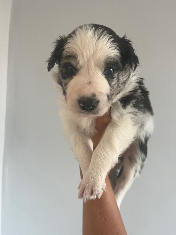 Border Collie puppies for sale in Blackpool, Lancashire – 4 weeks old - Image 2 of 3