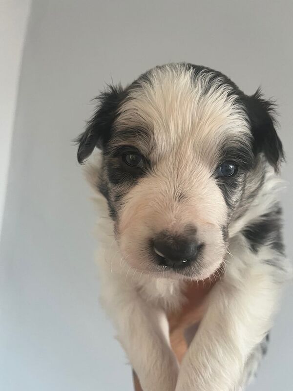 Border Collie puppies for sale in Blackpool, Lancashire – 4 weeks old - Image 3 of 3