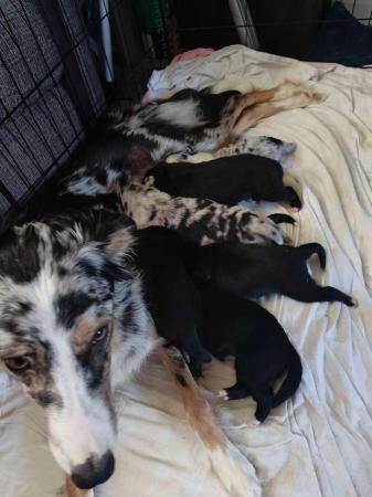 Beautiful border collie pups for sale in Shifnal, Shropshire