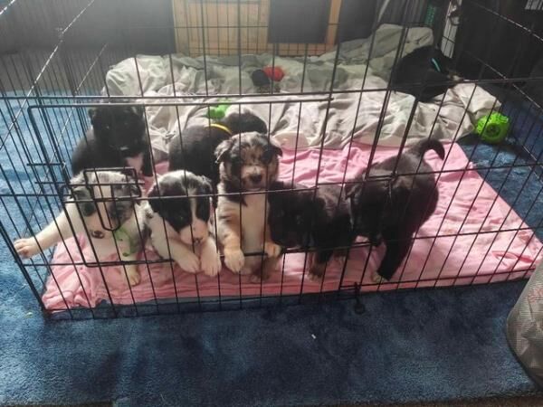 Beautiful border collie pups for sale in Shifnal, Shropshire - Image 3