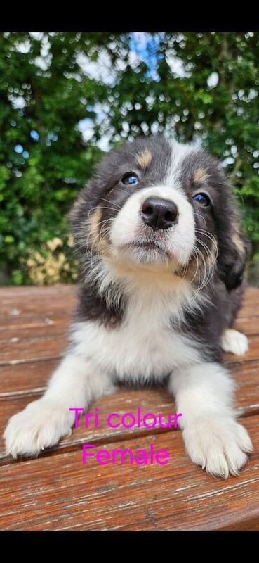 Border Collie puppies for sale in Droitwich Spa, Worcestershire – 9 weeks old