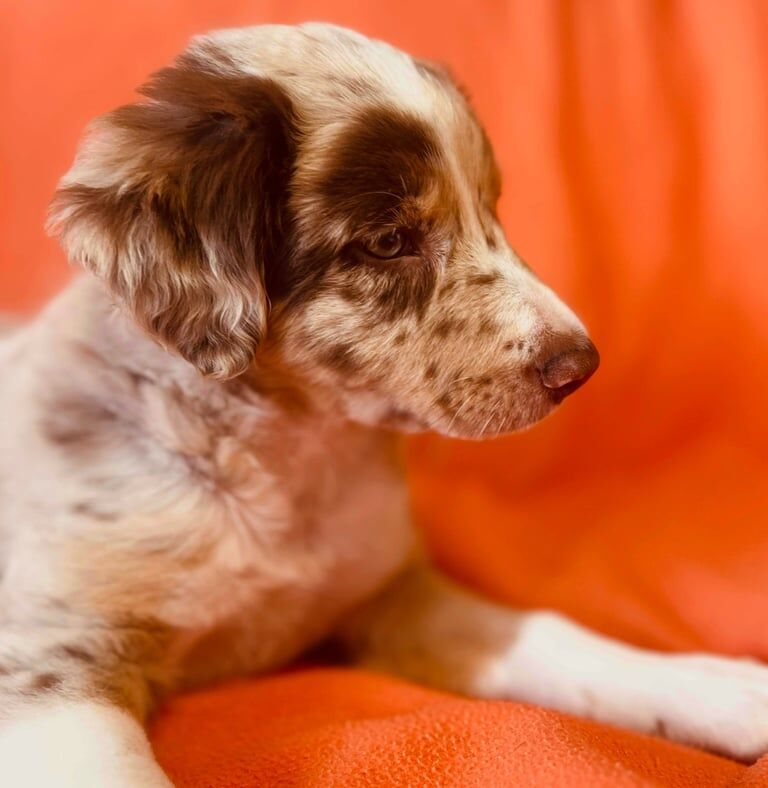 Border Collie puppies for sale in Belper, Derbyshire – 10 weeks old