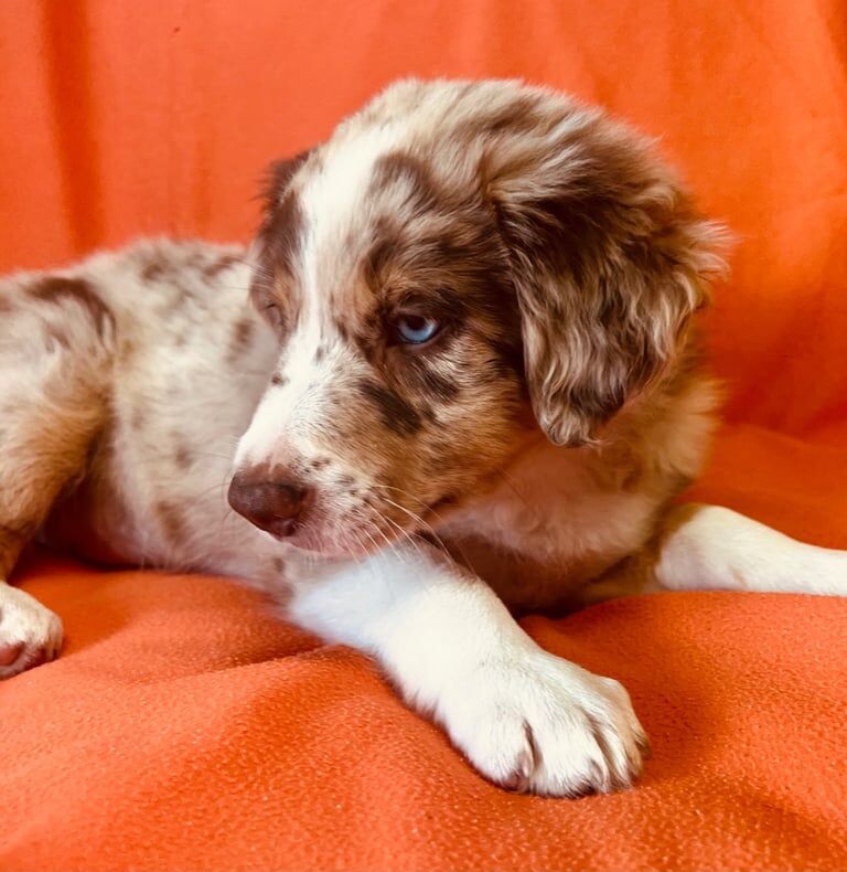 Border Collie puppies for sale in Belper, Derbyshire – 10 weeks old - Image 2 of 3