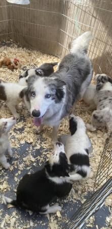 Beautiful Border collies puppies for sale in Abergele, Conwy