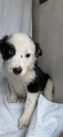 Beautiful Border collies puppies for sale in Abergele, Conwy - Image 3