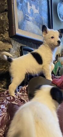 Beautiful Border collies puppies for sale in Abergele, Conwy - Image 4