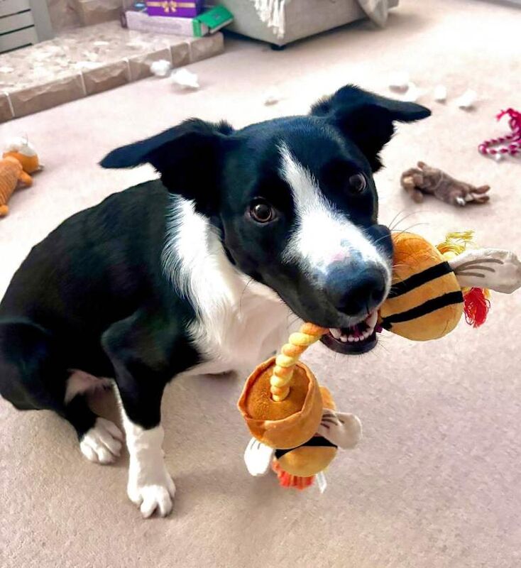Border Collie puppies for sale in Turriff, Aberdeenshire – 10 months old
