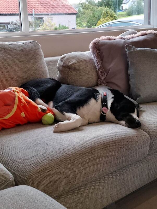Border Collie puppies for sale in Turriff, Aberdeenshire β 10 months old - Image 3 of 4