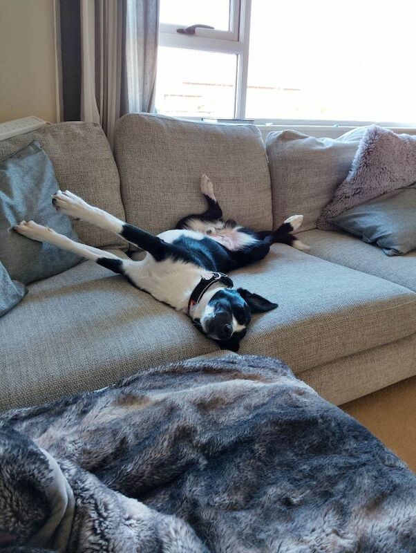 Border Collie puppies for sale in Turriff, Aberdeenshire β 10 months old - Image 4 of 4